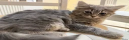 Mixed Breed cats for sale: 1 Scottish straight x fold & 1 domestic litter 🐈 - Advert 10