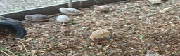 Chickens poultry for sale: Orphington chicks for sale  - Advert 16