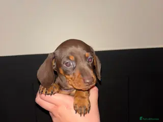 Miniature Dachshund dogs Miniature dachshund - Advert 1
