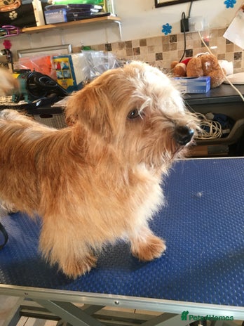 Norfolk Terrier dogs for stud in Maidstone - Advert 4