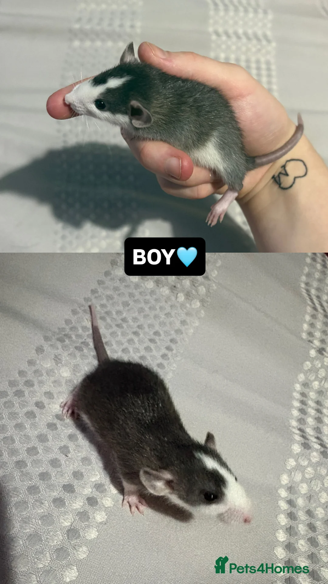 Rat rodents for sale: Baby Dumbo Rats  in Colwyn Bay - Advert 6