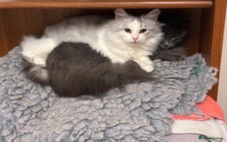 Siberian cats for sale: 2 Pedigree Siberian kittens hypoallergenic - ready - Advert 8