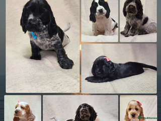 Cocker Spaniel dogs Show type unique markings cocker spaniel puppies - Advert 1