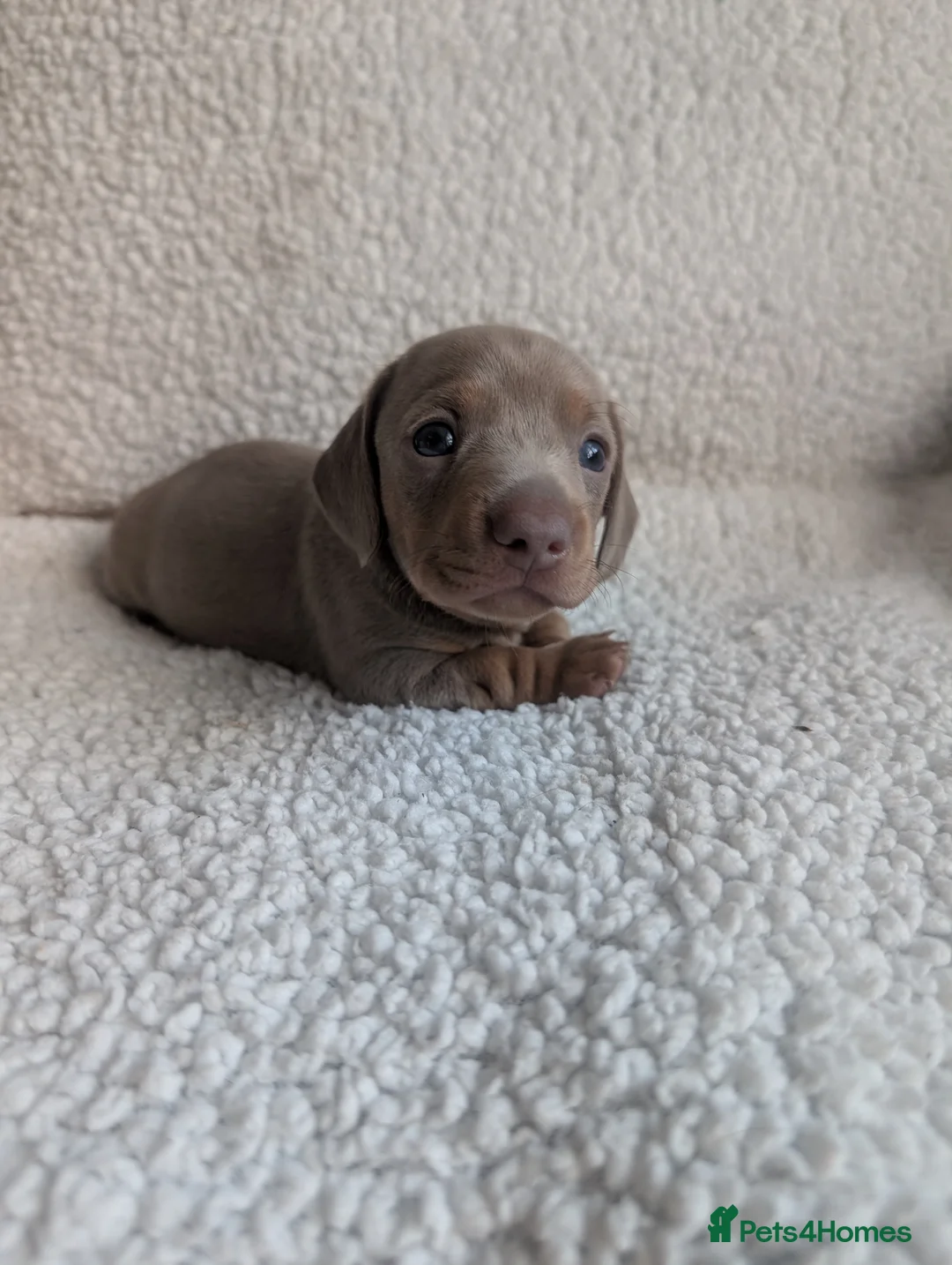 Miniature Dachshund dogs for sale: 🐾 KC Registered Top Quality Miniature Dachunds 🐾 - Advert 2