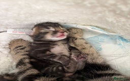 Mixed Breed cats for sale: Ch417dp  - Image 24