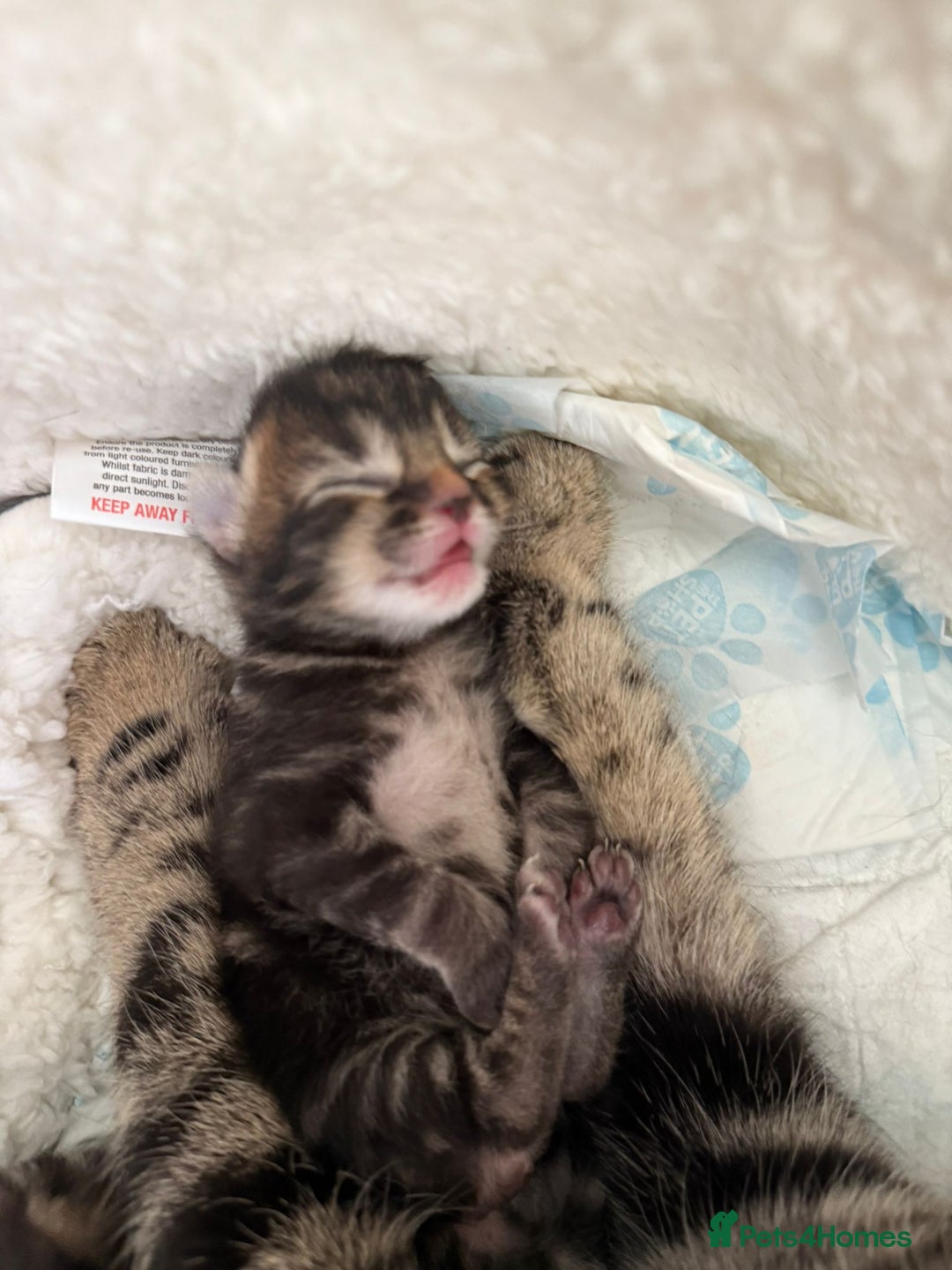 Mixed Breed cats for sale: Ch417dp  - Image 24