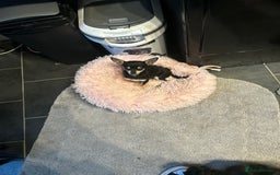 Chihuahua dogs for sale: Male chihuahua  - Image 7