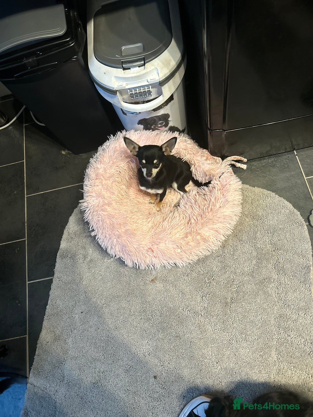 Chihuahua dogs for sale: Male chihuahua  - Image 7