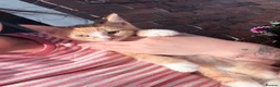 Mixed Breed cats for sale: Beautiful Kittens looking for Forever Homes 🐾 - Advert 7