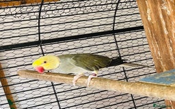 Ringnecks birds for sale: Ringneck  and Lord Derbyan for sale  in Attleborough - Image 3