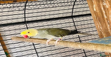 Ringnecks birds in Attleborough - Advert 2