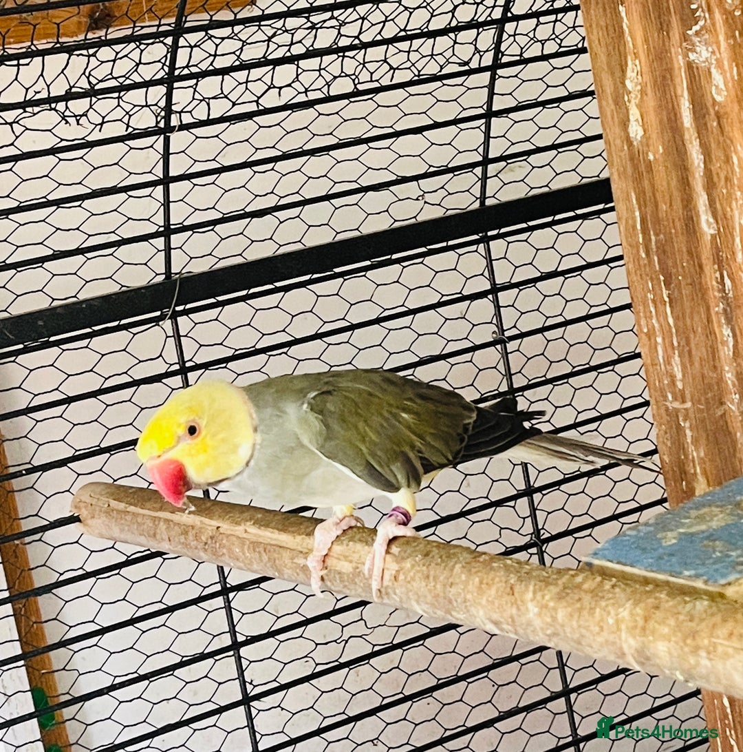 Ringnecks birds for sale: Ringneck  and Lord Derbyan for sale  in Attleborough - Image 3