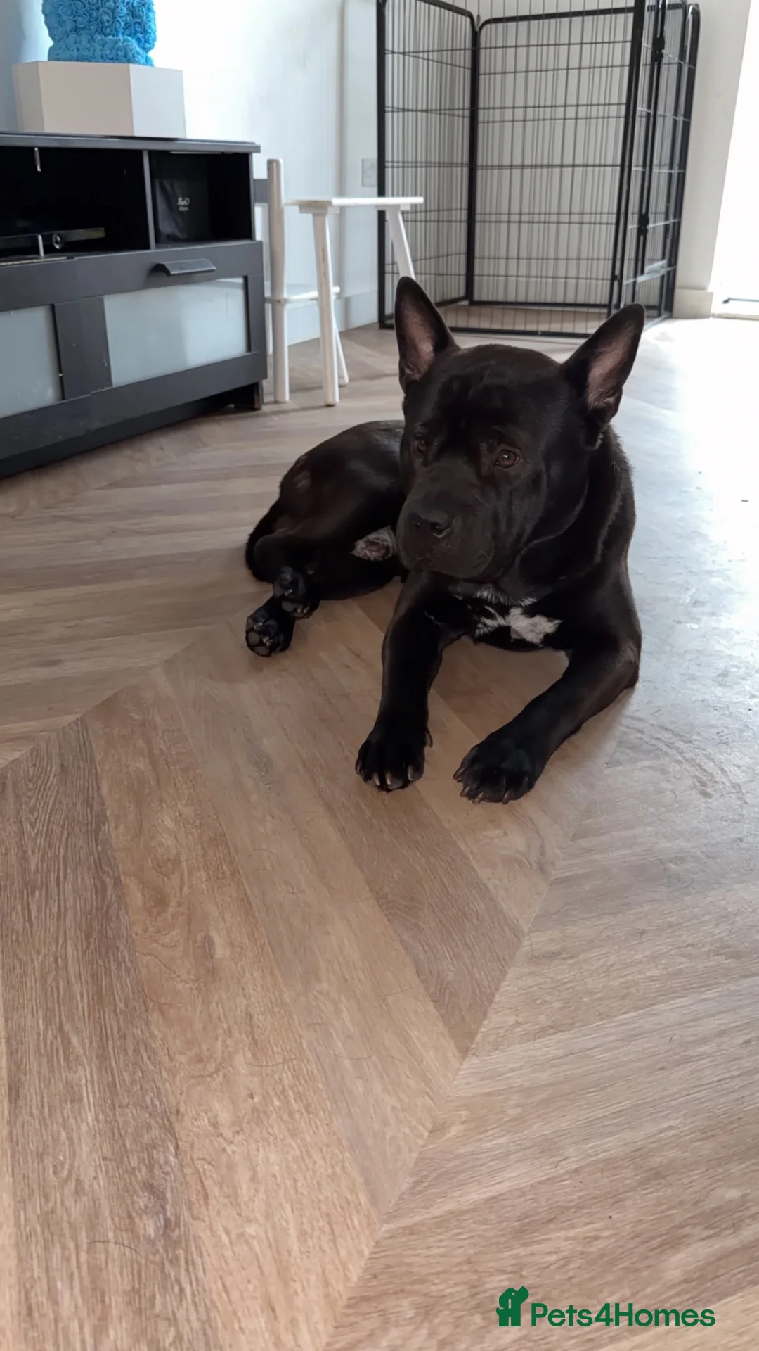 Mixed Breed dogs for sale: Chow Chow Frenchie Pup in Chelmsford - Advert 2