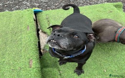 Staffordshire Bull Terrier dogs for adoption: PUDGY – Can’t wait to meet her people!! - Image 1
