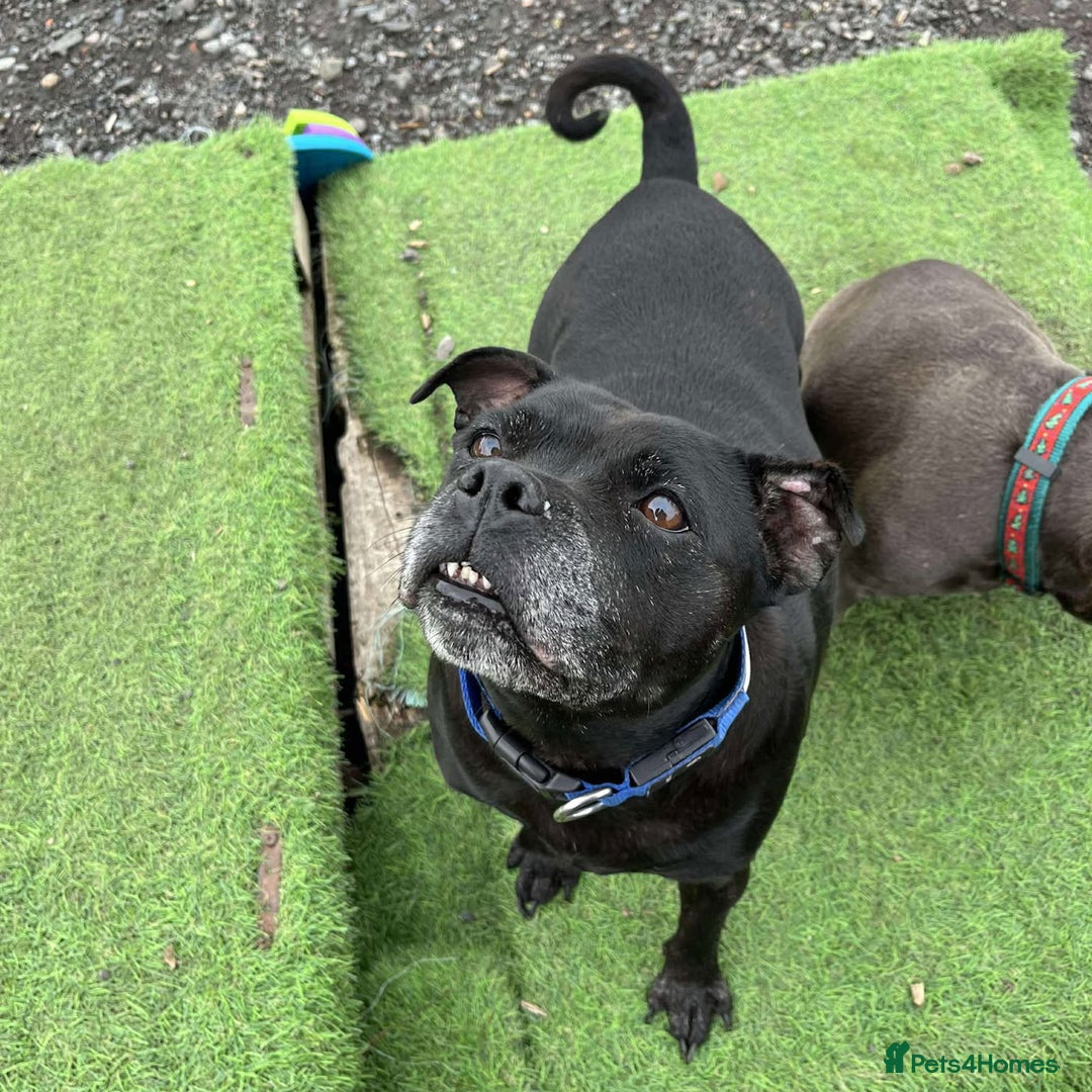 Staffordshire Bull Terrier dogs for adoption: PUDGY – Can’t wait to meet her people!! - Image 1