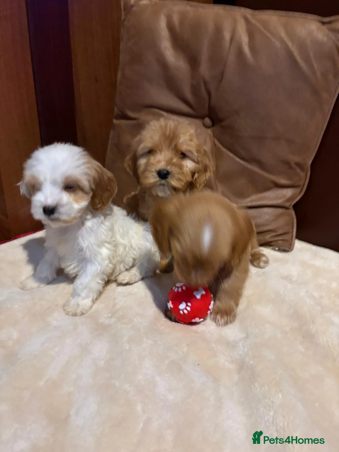 Cockalier dogs for sale: Adorable cockaliers  - Advert 26