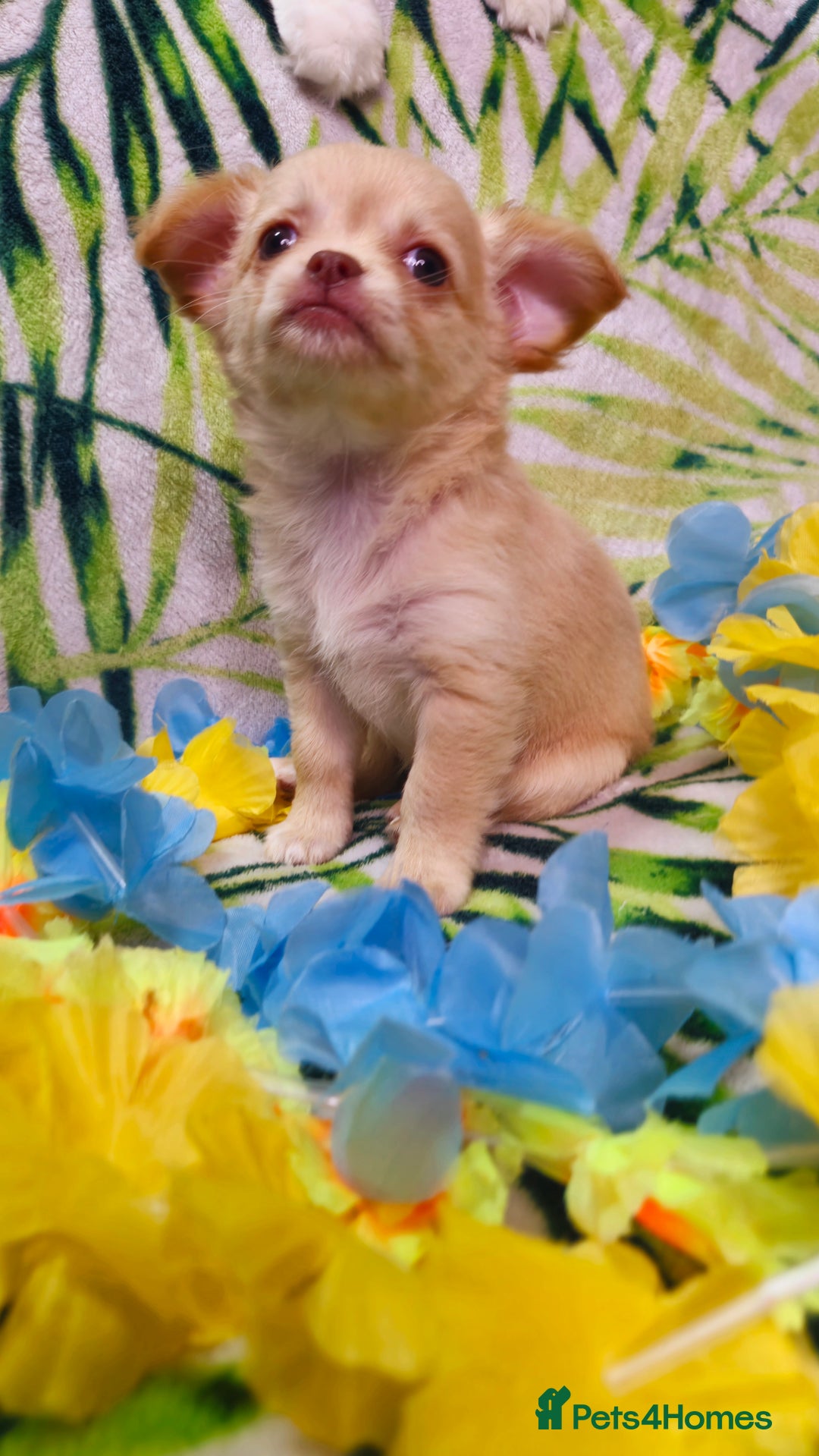 Chihuahua dogs for sale: !!Only one left!! KC Chihuahua Baby Girls - Advert 13