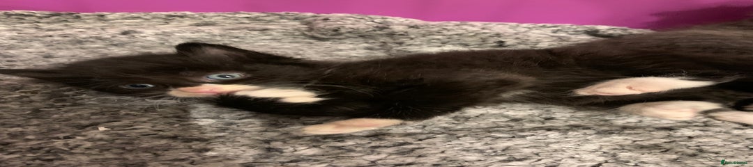 British Longhair Kitten 6