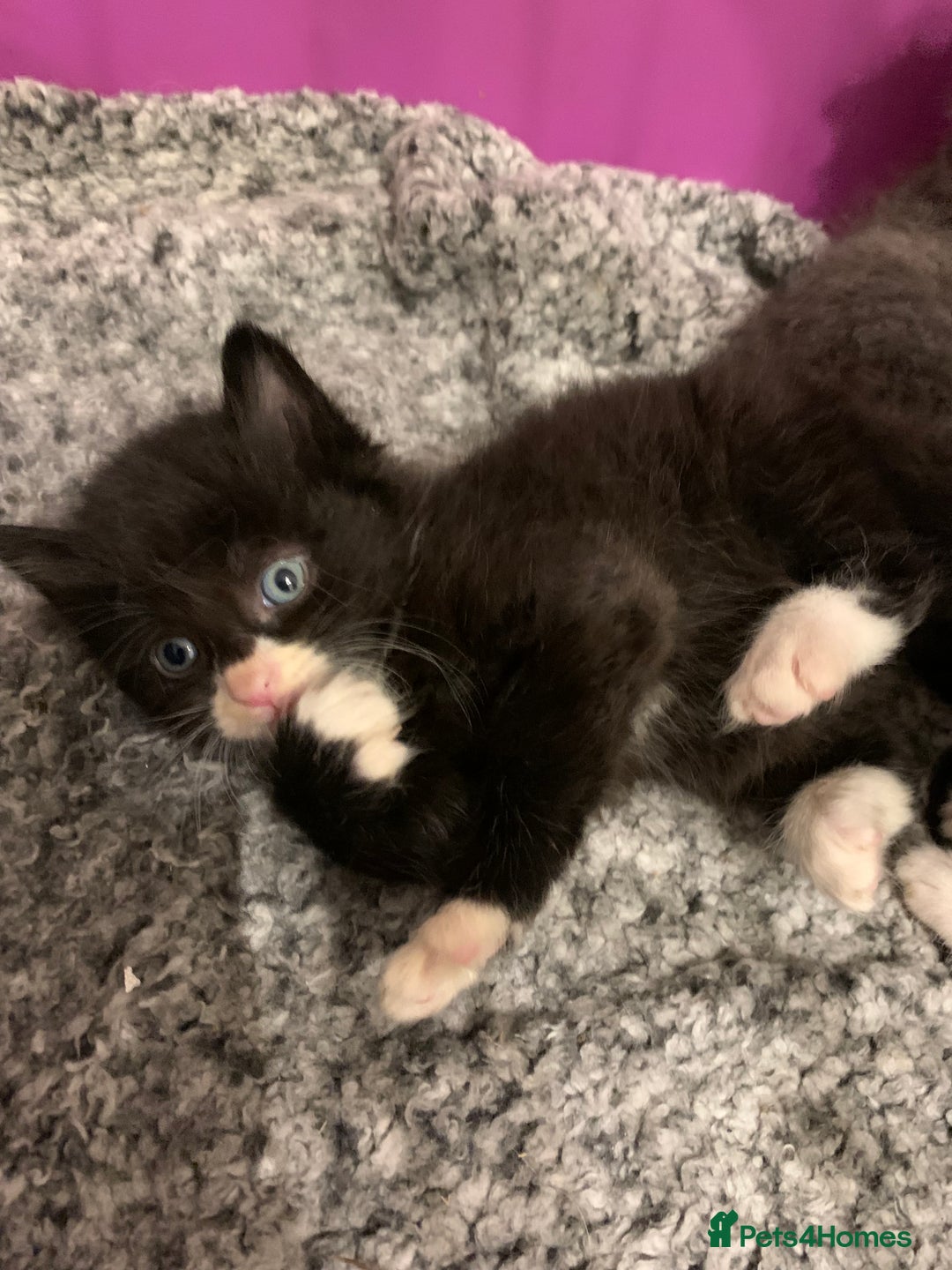 British Longhair cats for sale: beautiful kittens  - Image 2