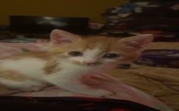 Mixed Breed cats for sale: 7 kittens for sale , all 6 months old  - Image 2