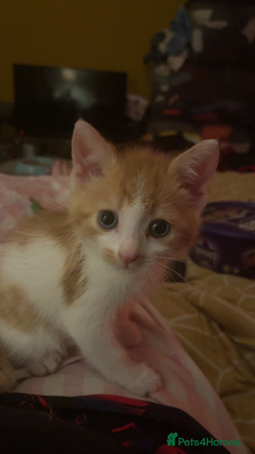 Mixed Breed cats for sale: 7 kittens for sale , all 6 months old  - Image 2