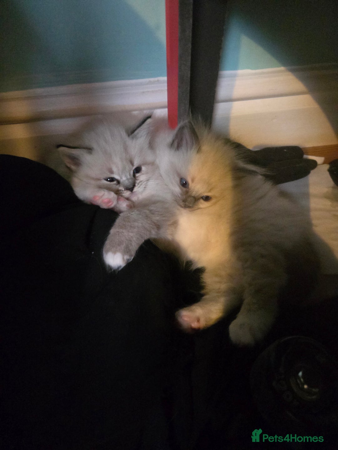 Ragdoll cats for sale: Beautiful purebred mitted ragdoll kittens - Image 11