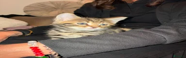 Mixed Breed Kitten 3