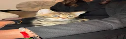 Mixed Breed cats for sale: Tabby kittens - Advert 6