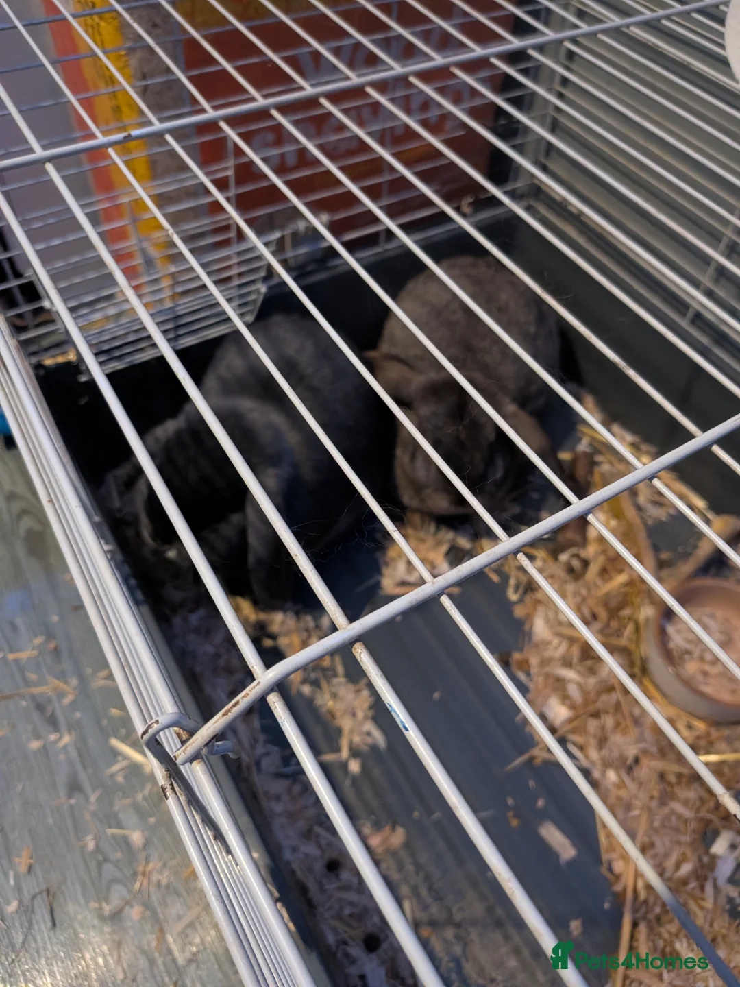 Mini Lop rabbits for sale: Two female mini lop rabbits - Advert 4