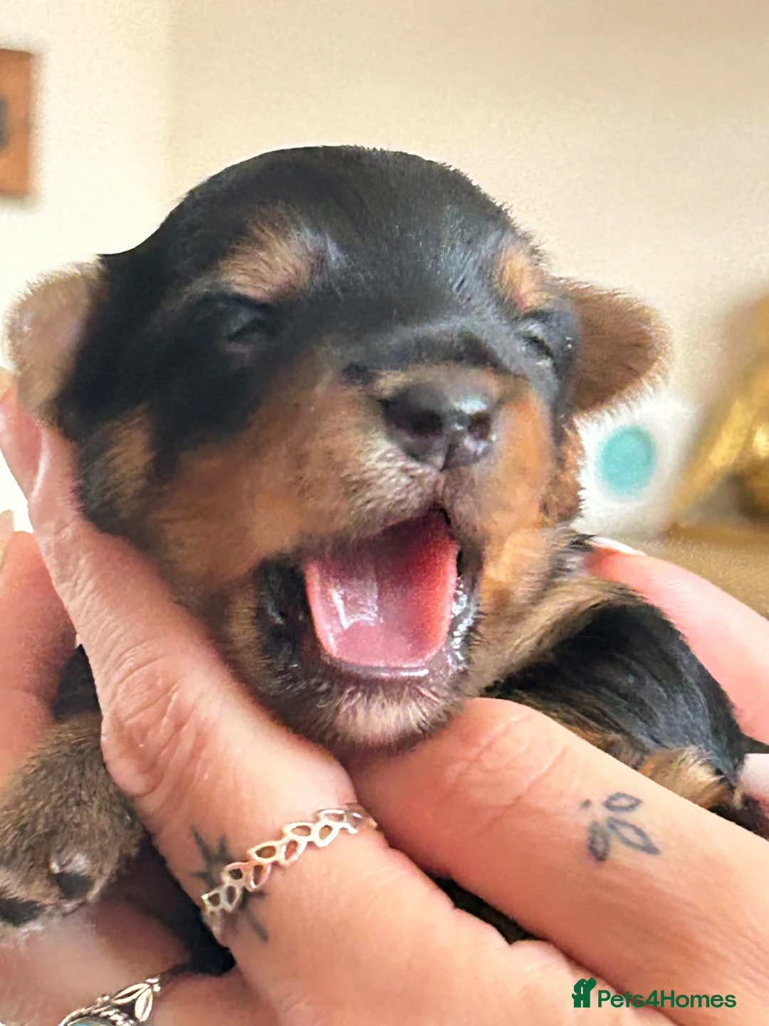 Yorkshire Terrier dogs for sale: Yorkshire Terrier boy - Advert 7