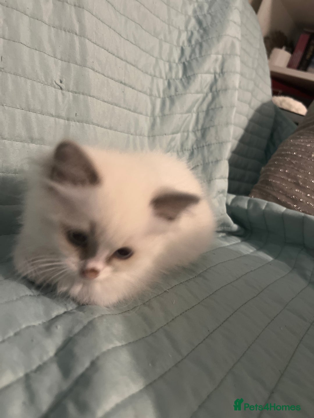 Ragdoll cats for sale: Blue mitted and bicolour ragdolls - Image 41