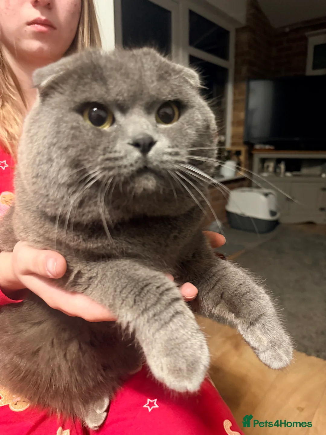 British Shorthair cats for stud: British shorthair  - Advert 2