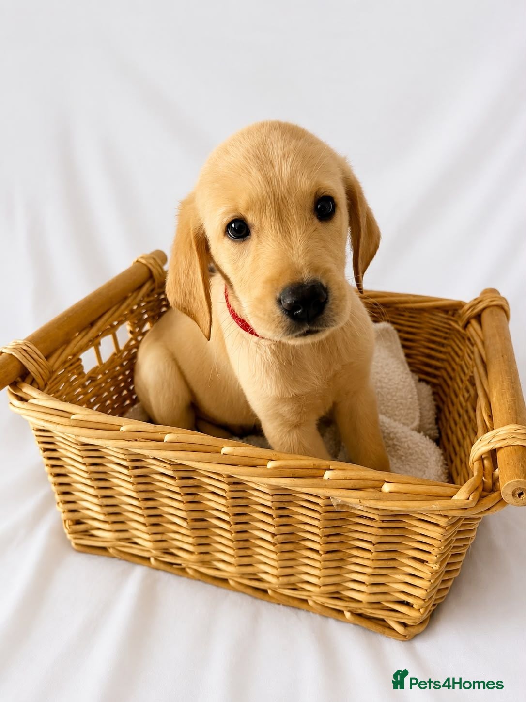 Goldador dogs Retriever Puppies for sale  - Advert 1