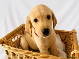 Goldador dogs Retriever Puppies for sale - Advert 1