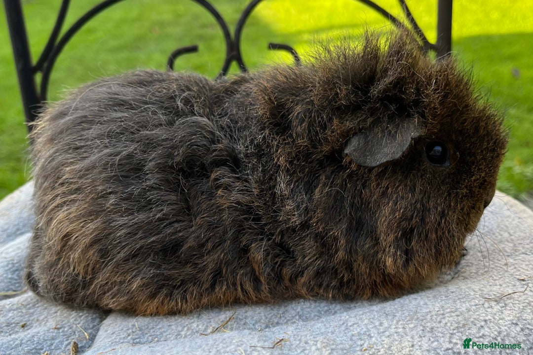 Guinea Pig rodents for sale: Female guinea pigs - Advert 5