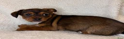 Mixed Breed dogs for sale: Jack Russell x terrier  - Advert 6