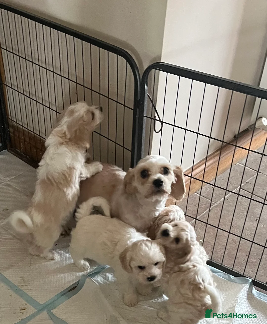 Cavachon dogs for sale: Cute Cavachon x bichon Frise puppies  - Advert 4