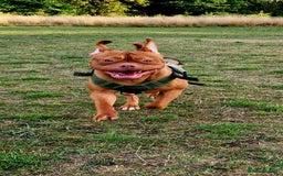 Mixed Breed dogs for sale: Urgent !! Dogue de bordeux Bruce  - Image 5
