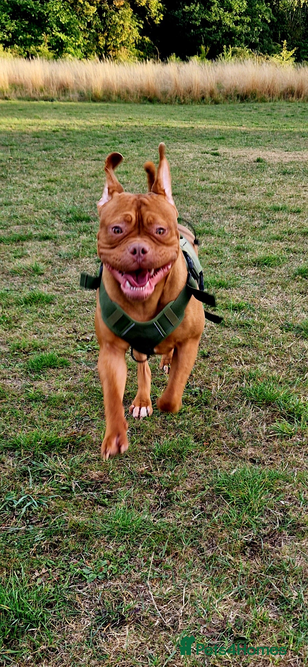 Mixed Breed dogs for sale: Urgent !! Dogue de bordeux Bruce  - Image 5