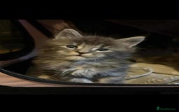 Maine Coon cats for sale: Blue And Blue And White Tabby’s - Image 9