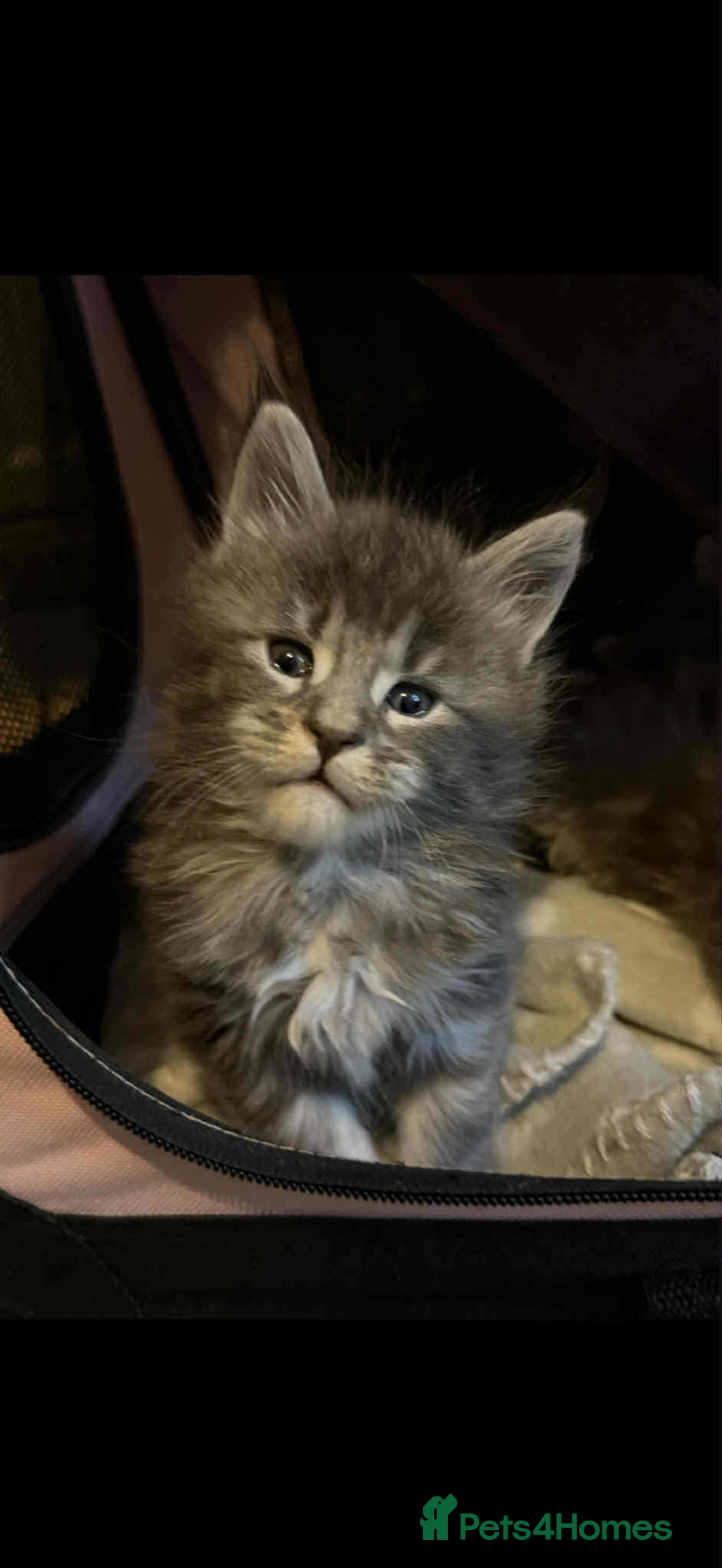 Maine Coon cats for sale: Blue And Blue And White Tabby’s - Image 9