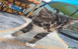 Mixed Breed cats for sale: 2 boys 2 girls kittens for sale. - Image 11