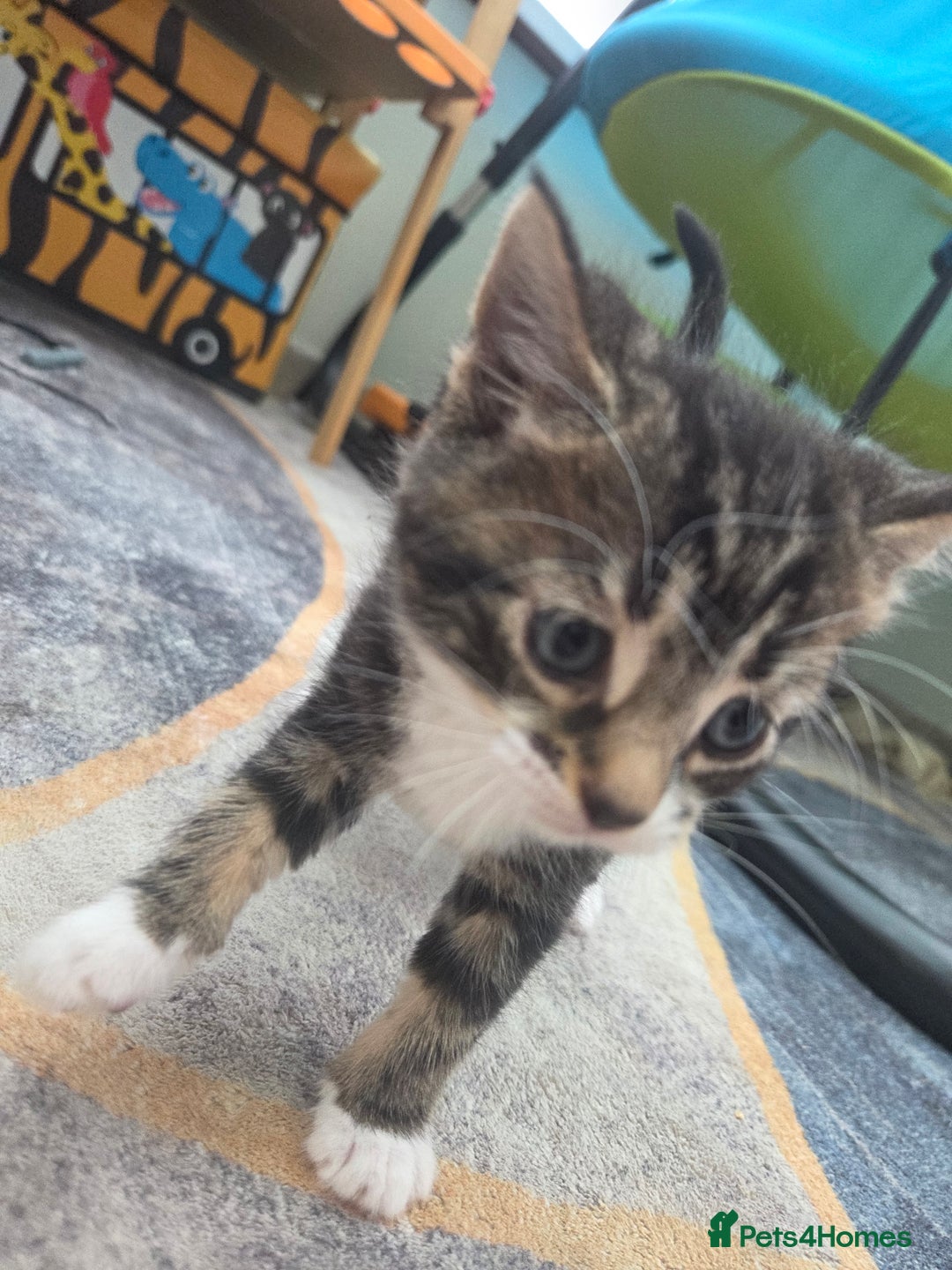 Mixed Breed cats for sale: 2 boys 2 girls kittens for sale. - Image 11