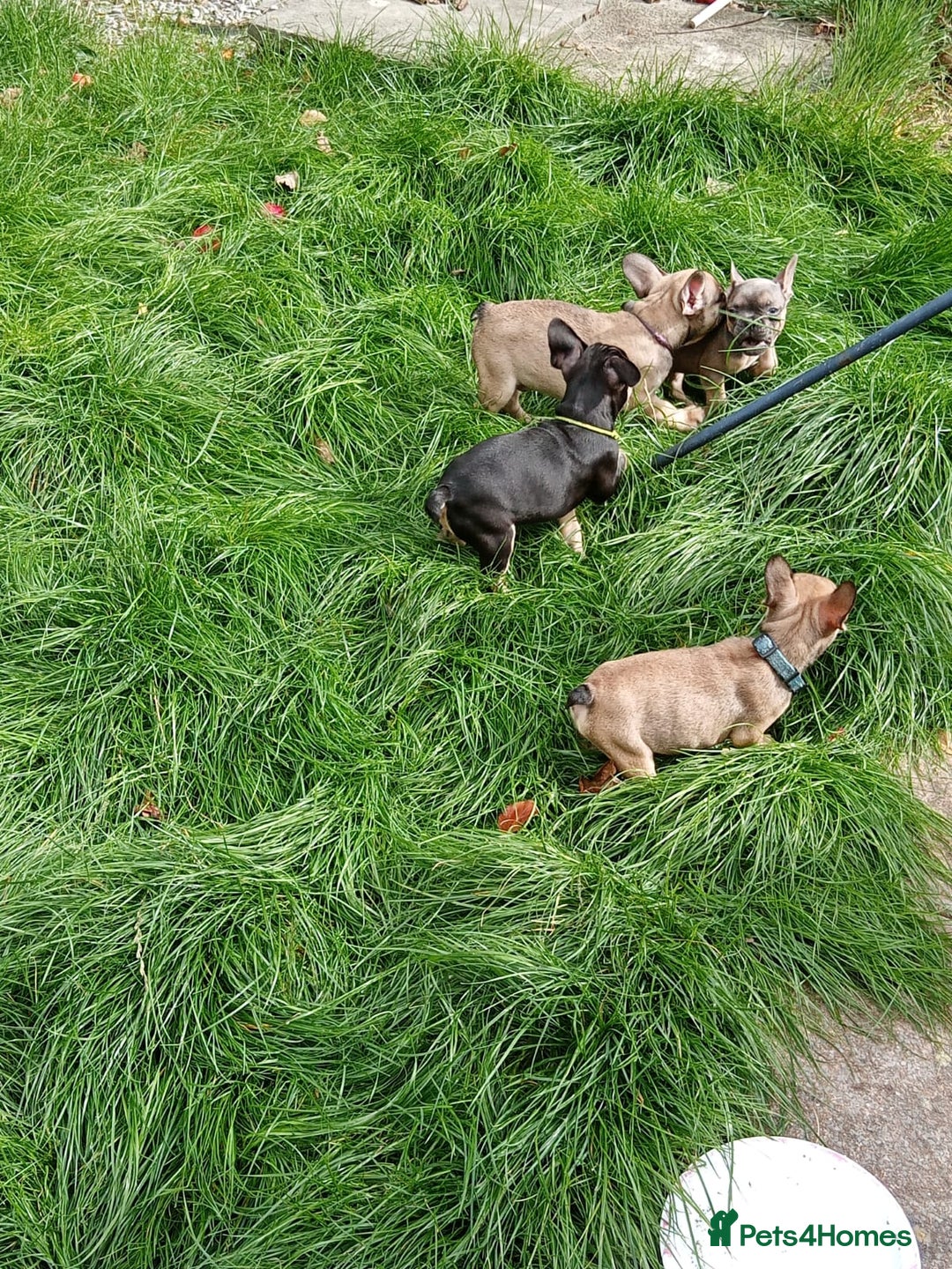 French Bulldog dogs for sale: Frenchie puppies - Image 19