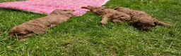 Cavapoo dogs for sale: ❤️Beautiful cavapoo- Ready 16th July ❤️ - Advert 31