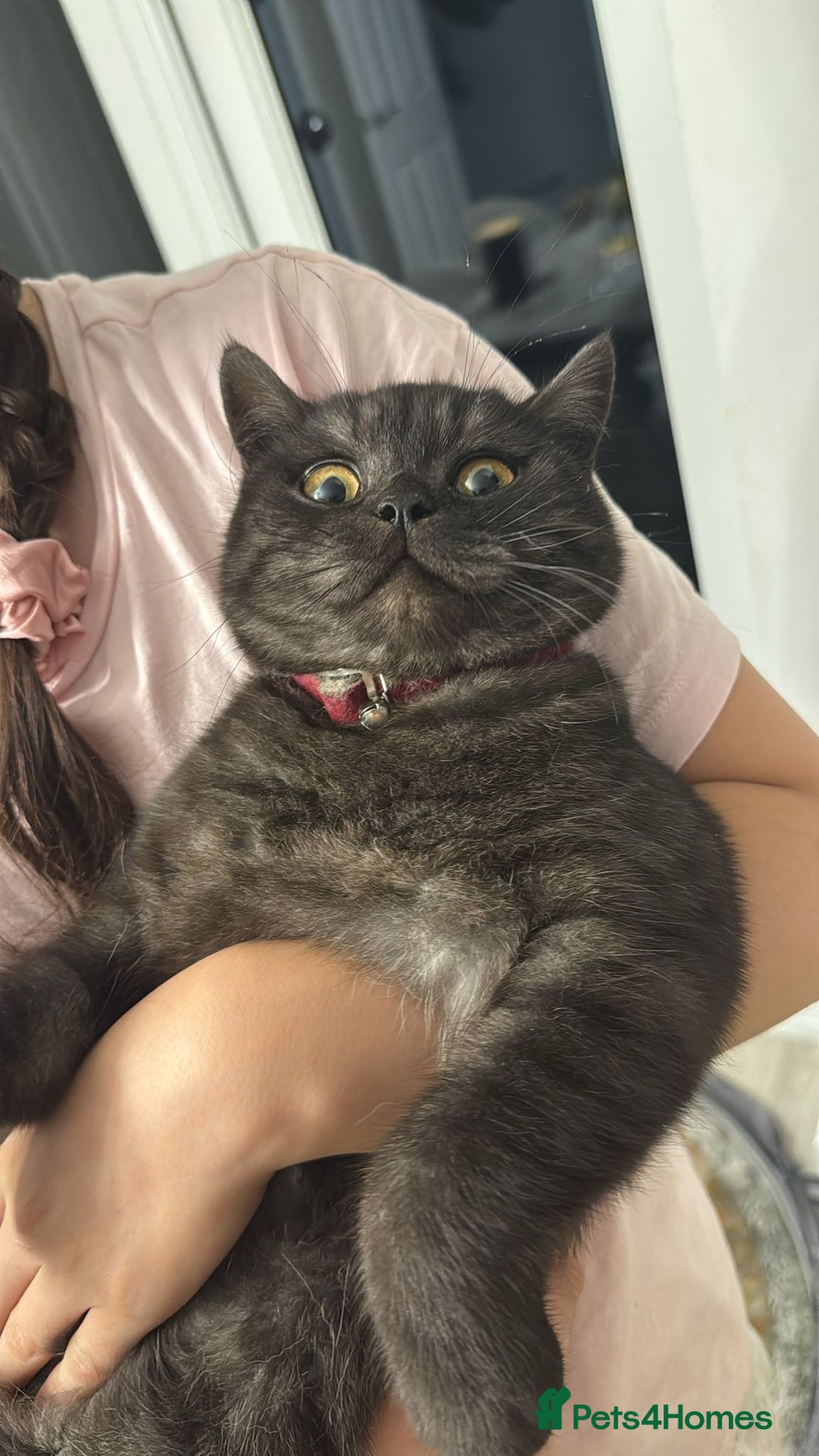 British Shorthair cats for sale: British Shorthair for free !  - Image 3