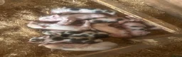 Pig livestock for sale: Gorgeous friendly mini pigs  - Advert 5