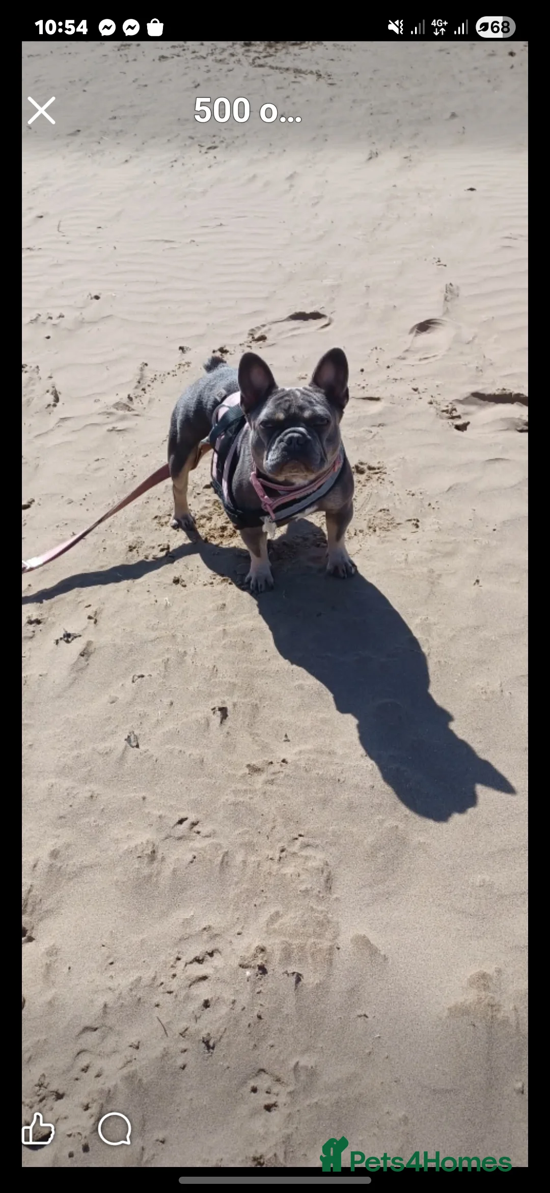 French Bulldog dogs for sale: Beautiful French bulldog puppies  - Advert 30