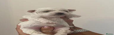 Maltipoo 4