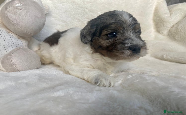 Mixed Breed dogs - Advert 11